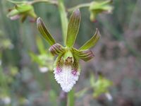 Eulophia leachii fl7-t.JPG